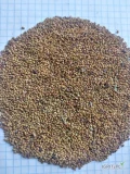 Selling alfalfa seeds. Price with delivery 7450 euros  +7 923 720 03 89 WhatsApp zerno.altay@mail.ru , 237373@grain22.ru