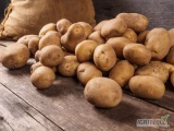 Kupie ziemniaka w ilościach tirowych