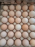 Sprzedam jaja wiejskie z wolnego wybiegu jaja duże nie sortowane 
