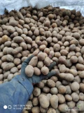 Posiadam na sprzedaż 10 ton drobnych ziemniaków Lily kaliber do 4,5 cm. Towar zdrowy wysortowany. Opakowanie big bag. 