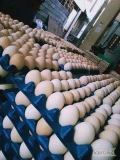 Sprawdź u sprzedawcy Doskonałe tanie świeże brązowe/białe jaja stołowe na sprzedaż Telefon/WhatsApp: +45-65740256
