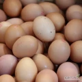 Eksporter świeżych jaj konsumpcyjnych, które dystrybuujemy na całym świecie. Rozpoczęcie zdrowego dnia od zdrowego śniadania dodaje...