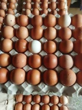 Sprzedam 1,5 palety jajka brazowego przybrudzone waga  wytłaczanki 2.050- 2150 mozliwy transport.
