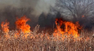 ARiMR: Wypalanie traw grozi utratą dopłat