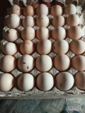 Sprzedam swieze jaja krem braz niesort wytlaczanka ponad 2kg  sciolka  przybrudzone 