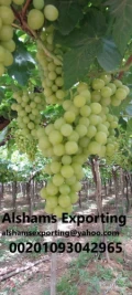 fresh Egyptian grape 
