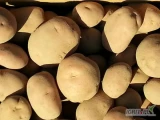 Kupimy ziemniaki z paszportem, żółte, białe oraz czerwone odmiany, rozmiar 5+, opakowanie worki szyte 10, 15 lub 20 kg. Ilości...