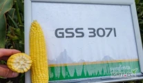Kukurydza cukrowa GSS 3071, towar dostępny będzie na przełomie sierpnia/września, pakowanie i szczegóły do ustalenia, województwo...