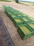 Sprzedam agrest zielony Biały Triumf 40 ton. Czysty, gruby, bez mączniaka.