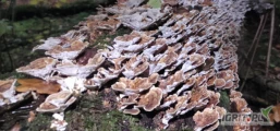 czy ktoś jest zainteresowany skupem grzybów nadrzewnych?: Wrośniak różnobarwny (Trametes versicolor); Hubiak pospolity (Fomes...
