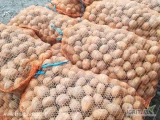 Sprzedam ziemniaki 30-50 mm nowych odmian: Queen Anna, Jelly, Lawenda, Gala. Wielotonowe ilości w workach po 15 kg lub Big BagCena: 1,33...