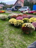 Do zaoferowania mam kwiaty drobnokwiatowe różne kolory jak na zdj. Odbiór Małopolska, Kraków