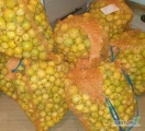 Sprzedam owoce pigwowca japońskiego. ( owoce 4-8cm).ok.100 kg.Nie pryskane,rosną z dala od dróg .Do odbioru Tarnobrzeg.