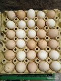 Sprzedam małe jajka od młodych kurek. Kury rasy leghorn młode jajka białe i kremowe, żywione paszą robioną w gospodarstwie, ze zboża...
