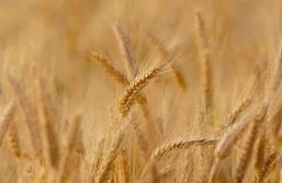 COBORU: nowe odmiany zbóż ozimych