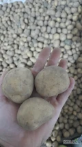 Sprzedam 350kg ziemniaków Ignacy kal. 35-40 tel. 507926421