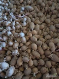 Sprzedam ziemniaki Tonacja kaliber 35-50