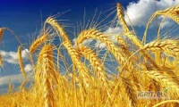 Sprzedam pszenicę paszową 2000 ton.Nasza lokalizacja: Ukraina, obwód wołyński.Viber, Telegram, WhatsApp+380669149894