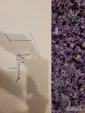 Kwiat jeżówki purpurowej / łodyżki jeżówki purpurowej 
