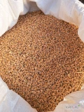 Sprzedam 250 kg pszenicy Rubicon rok po centrali pozostałość po sianiu. 