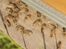 Ruszyły wnioski na wsparcie do przezimowanych rodzin pszczelich