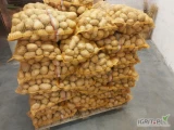 Naszykuje pod zamówienie ziemniaki jadalne Soraya, towar gruby I z jasnej ziemi. Więcej informacji pod nr tel 697631392
