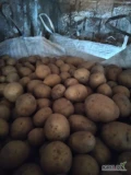 Sprzedam ziemniaki odmiany Gala kaliber 45 plus pakowane w big bagi 