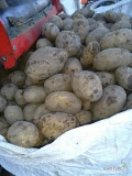 Sprzedam ziemniaki Soraya 45+ w big bagu . Tirowe ilości.