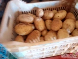 Sprzedam ziemniak 55+ , import Balkany
