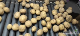 Sprzedam ziemniaki odmiany: Satina Vineta Lili Michalina Denar Ilości tirowe i mniejsze kaliber i rodzaj pakowania do uzgodnienia Więcej...