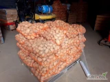 Sprzedam ziemniaki jadalne odmiana LORD 2 tony oraz QUEN ANNA 1 tona. Przygotowane w woreczku po 15 kg . W razie pytań zapraszam do...