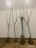 Sprzedam drzewa gruszy Lukasówka/ Pigwa S1 Ładnie rozkrzewiony materiał dwuletni oraz jednoroczny. Około 1000sztDrzewa przechowane w...