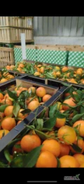 Witam, mam na sprzedaż pomarańcze oraz mandarynki. Transportowane w chlodniach z Hiszpanii. 
