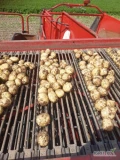 Ziemniaki  riwiera worek szyty na palecie big beg małe i duże  ilości kalibracja +4