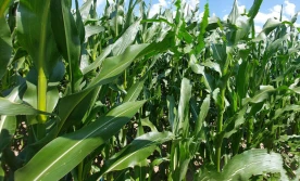 Podwójny tuning – nawożenie kukurydzy