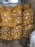 Nakopie na wtorek ok 350 worków ziemniaków riwiera grube jak na zdj 
