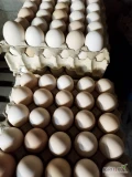 Dzień dobry, sprzedam jaja  wiejskie rozmiar XL, L i M.cena zależna od ilości. Producent Kontakt 796 727 997