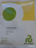 CALABONITA F1 nasiona cukini firmy Rijk Zwaan oferuje GEPWEG dystrybutor nasion.Dostawa gratis.Płatność przy odbiorze. Zapraszamy do...
