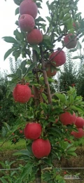 Zatrudnię 5 osób don zbioru  jabłek, najlepiej z dojazdem, okolice Sobień Jezior