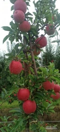 Zatrudnię 5 osób don zbioru  jabłek, najlepiej z dojazdem, okolice Sobień Jezior. 
