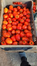 Sprzedam pomidor dino, z uprawy tunelowej, obecnie koło 5 ton grubej jedynki oraz trochę pozostałych sortów. Możliwość naszykowania w...
