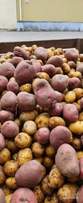 Sprzedamy ziemniaki myte, odsort, dostępna ilość ok 10 ton. Sprzedaż luzem. Cena 0,42 zł/kg.
