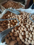 Sprzedam ziemniaki kaliber 30-40mm odmiana Soraya, towar czysty i z jasnej ziemi. Więcej informacji pod nr tel 697631392