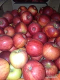  Kupię jabłka na sok  - 95 gr czerwone odmiany  ,1zł goldena. Jabłka drobne na soki w kartony /czerwone odmiany o wybarwieniu minimum...