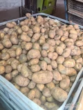 Sprzedam 25 ton ziemniaków jadalnych ( paszowych) 