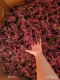 Kwiaty jeżówki purpurowej 2 kategorię - 150 kg 
