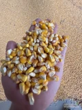 Sprzedam kukurydze suchą z odbiorem do 18listopada(sobota) 500ton, sucha czysta po suszarni gazowej