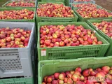 Kupimy ekologiczne jabłka na soki-1,1 zł
