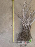 Sprzedam certyfikowane BIO sadzonki agrestu Invicta , sadzonki roczne 45-50 cm (długość z korzeniem). Krzewy BIO agrest gotowe do...