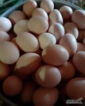 Najwiąże współpracę z odbiorcą jaj w rozmiarze M. Waga 53-63 g. Kolor kremowy. Miałabym ok 2000 tys jaj tygodniowo. Zapraszam do...